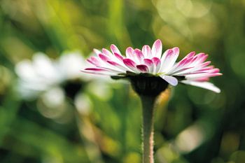 Des pâquerettes dans une lumière joyeuse