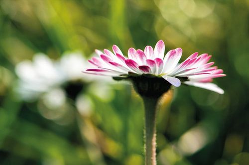 Gänseblümchen im fröhlichen Licht von Nicc Koch