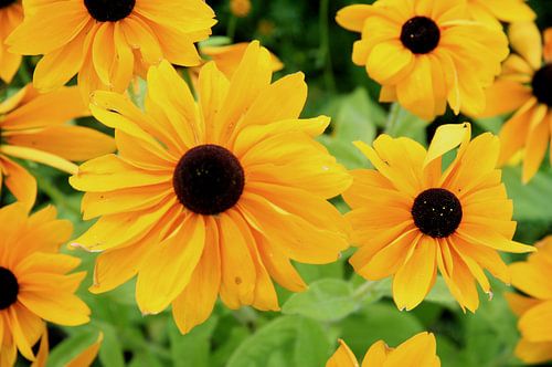 Zonnebloemen