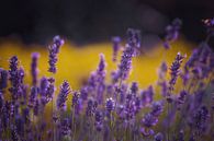 Lavendel Freude von Hiske Boon Miniaturansicht
