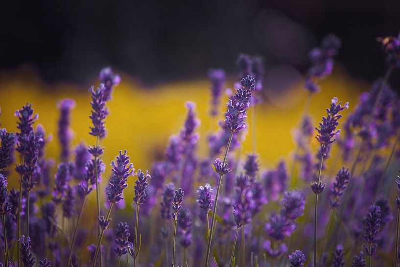 Lavendel Freude von Hiske Boon