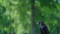 Black crow sits resting in the forest