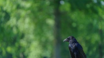 Zwarte Kraai zit uit te rusten in het bos van Eagle Wings Fotografie