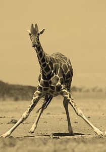 Drinking Reticulate Giraffe van Roland Smeets