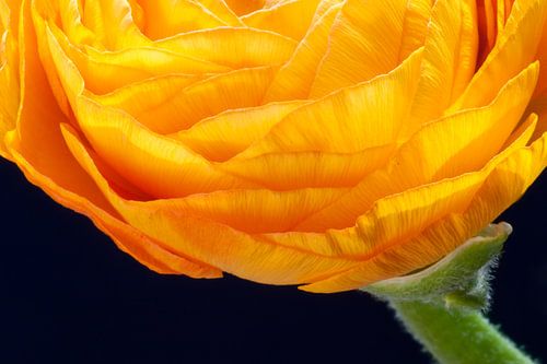 Ranunculus