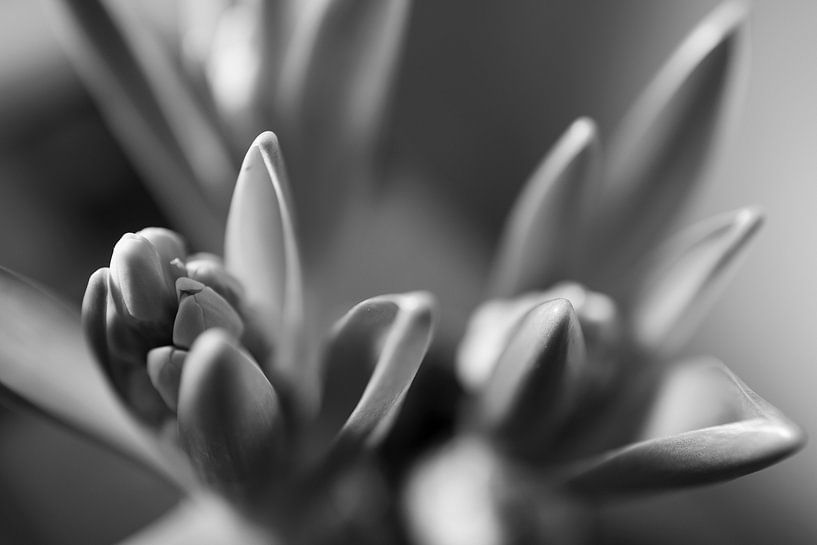 Awakening by Stefan Guggenbichler