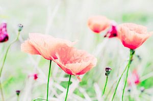 Mohn Träume