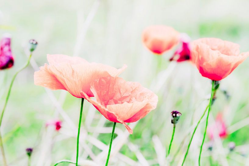 Mohn Träume von Martina Weidner
