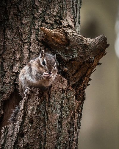 Squirrel hiding in tree