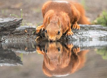 Squirrel part 3 by Tania Perneel