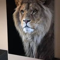 Kundenfoto: Porträt eines Löwen von RT Photography, auf alu-dibond