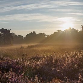 Zonsopkomst over bloeiende heide van Frank Hoekzema