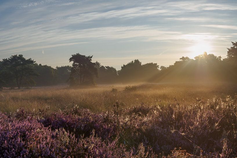 Zonsopkomst over bloeiende heide by Frank Hoekzema
