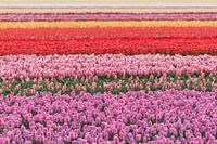 De kleuren knallen je tegemoet...
