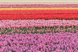 Die Farben springen einem entgegen... von As Janson