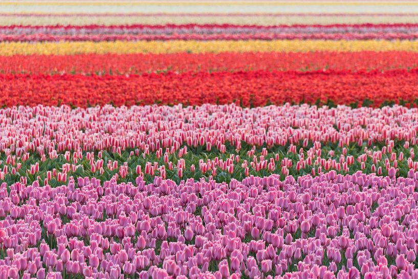 De kleuren knallen je tegemoet... van As Janson