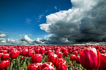 Tulpenveld net voor de regenbui