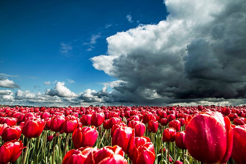 Tulpenveld net voor de regenbui van Gert Hilbink