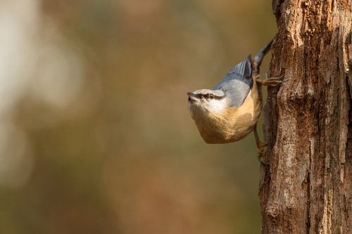 The Eurasian nuthatch