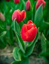 Rode Tulpen 2020 C van Alex Hiemstra thumbnail