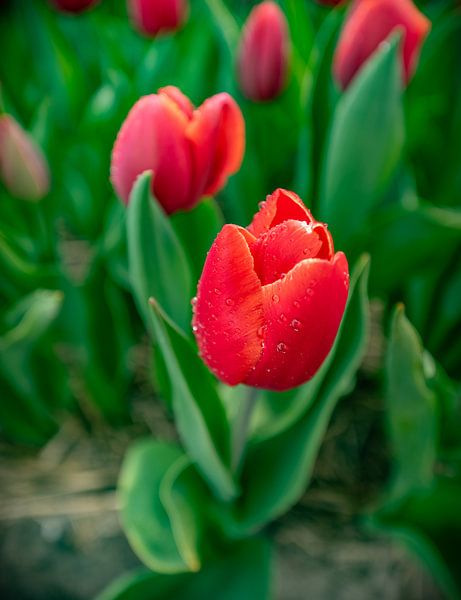 Red Tulips 2020 C by Alex Hiemstra