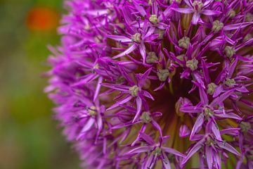 Allium purple sensation von Mixed media vector arts