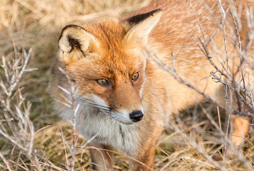 Fox von Bart van der Horst
