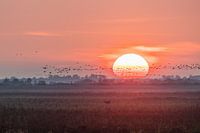 Sunset Oostvaardersplassen.