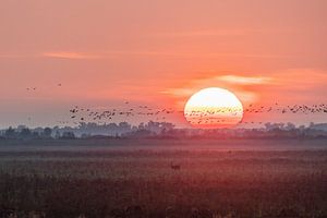 Sonnenuntergang auf den Oostvaardersplassen.