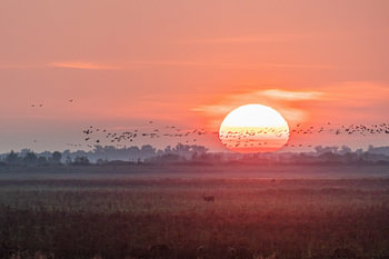 Sonnenuntergang auf den Oostvaardersplassen.