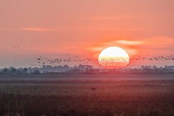 Zonsondergang Oostvaardersplassen. van Janny Beimers