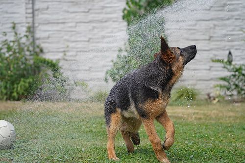 Schapenhond (puppy) speelt met water