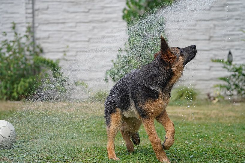 Schapenhond (puppy) speelt met water van Babetts Bildergalerie
