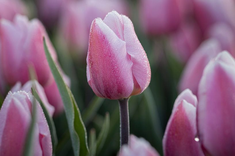 Purple tulips with dewdrops by Sander Groenendijk