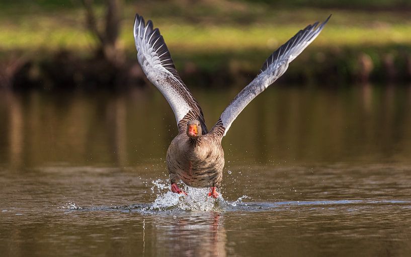 Starting goose by Friedhelm Peters