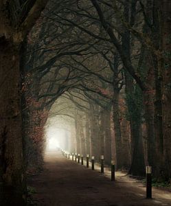 Der schönste Wald Frieslands