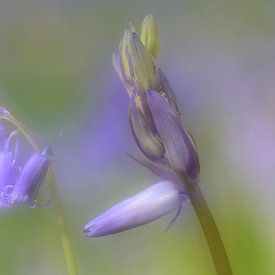 Wilde hyacint von Margaret van den Berg