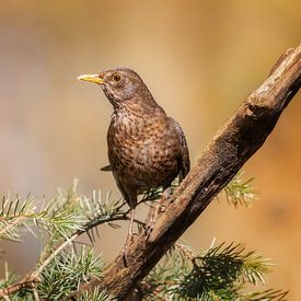 Blackbird in soft golden light by Miranda Geerts Art