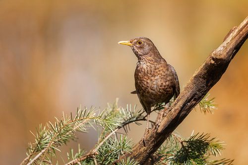 Merel in zacht goud licht