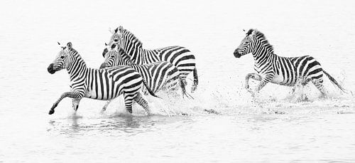 Zebra's rennend door water