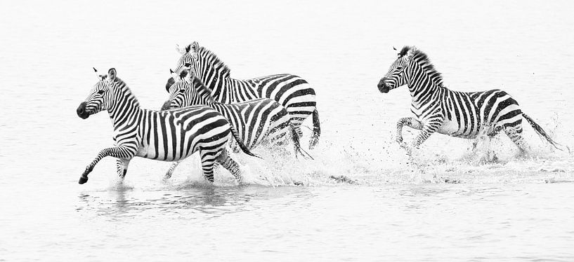 Zebra's rennend door water van Anja Brouwer Fotografie