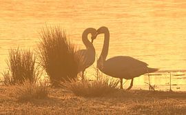 Eternal Bond – Swan Love