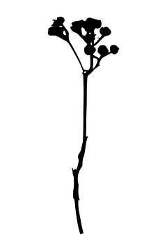 Botanical basics. Black and white drawing of a simple flower no.1 by Dina Dankers