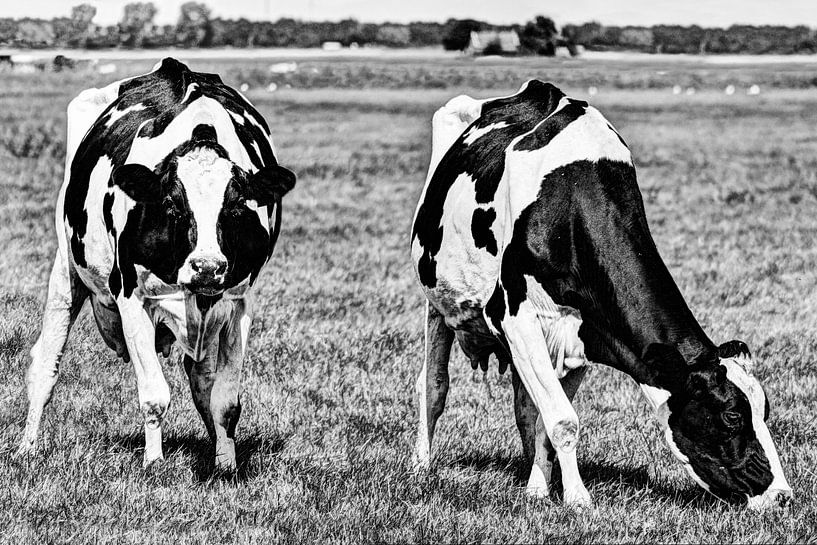 Zwartbont Koeien in de Weiland Zwart-Wit van Hendrik-Jan Kornelis