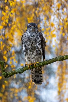 Goshawk by Teresa Bauer
