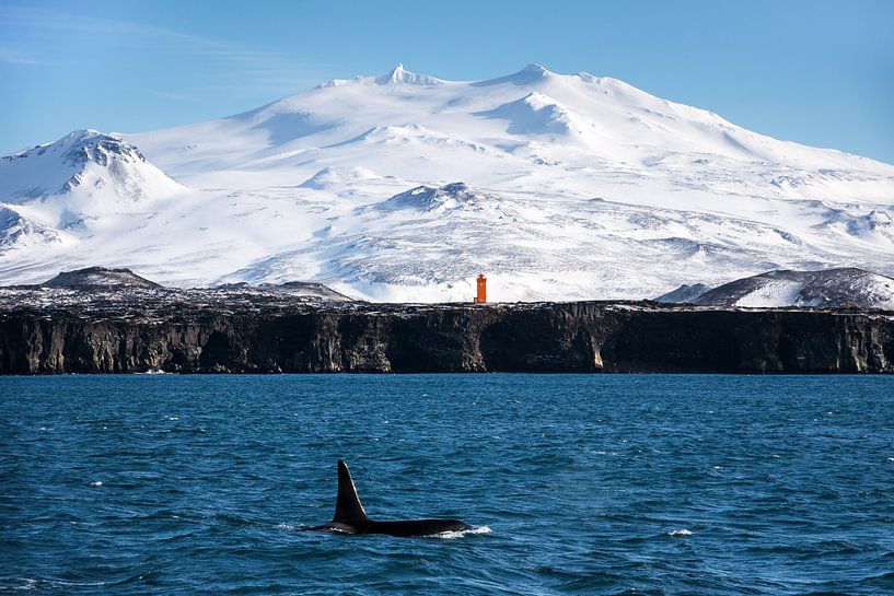 The beauty of the Icelandic coast by Daniel Gastager