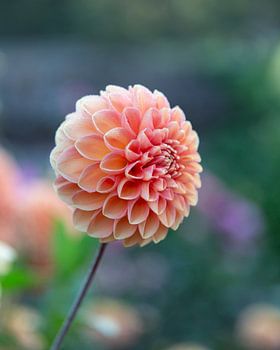 Dahlia Apricona