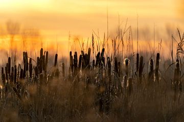 Peacefull morning by Gonda Versteeg
