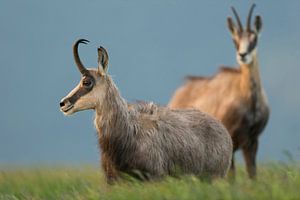 Gämse ( Rupicapra rupicapra ), zwei, stehen in hohem Gras einer alpinen Bergwiese, beobachten aufmer