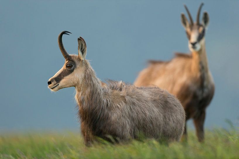 Gämse ( Rupicapra rupicapra ), zwei, stehen in hohem Gras einer alpinen Bergwiese, beobachten aufmer von wunderbare Erde